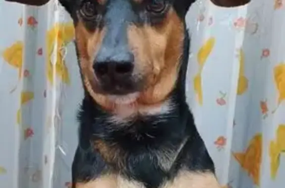 Собаки потеряшки, Курган, фото: Потеряшка собака, проспект Маршала Голикова, 4, Курган - с эпилепсией