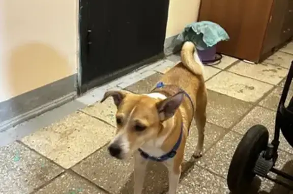 Найдена собака, Красноярск, фото: Найден собака, улица 60 лет Октября, 108, Красноярск - бело-рыжий окрас, синяя шлейка