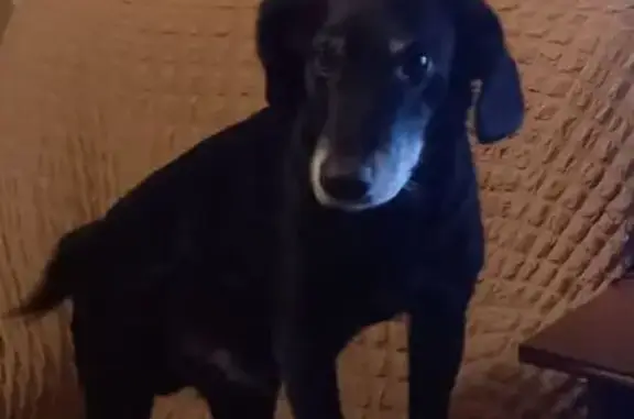 Пропал собака, Красноармейская улица, 16/15, Ельня - почти глухая - photo