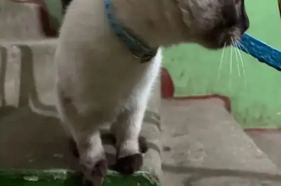 Найдена кошка, Козельск, фото: Найден кот, улица Генерала Бурмака, 21, Козельск - молодой и ручной