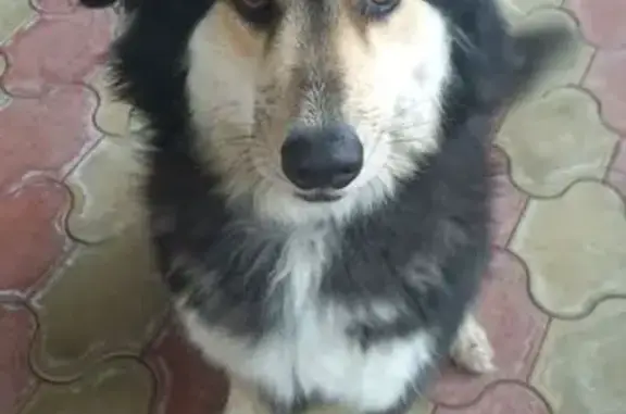 Пропал собака, улица Будённого, Краснодар - добрый и не агрессивный - photo