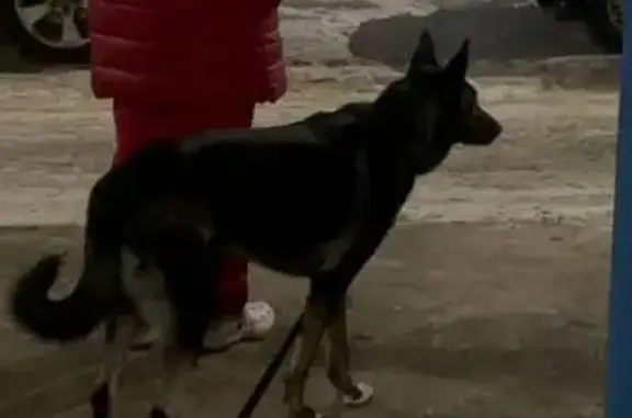 Найдена собака, Нижний Новгород, фото: Найдена собака, улица Строкина, 19, Нижний Новгород - похожа на овчарку
