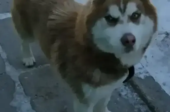 Пропал собака, улица Станиславского, 10, городской округ Пенза - порода хаски - photo