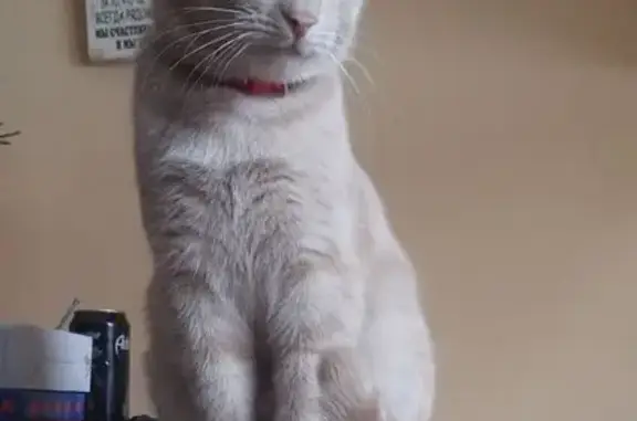 Кошки потеряшки, Нахабино, фото: Потеряшка кот, Московская улица, Нахабино - нежно персиковый, кастрированный