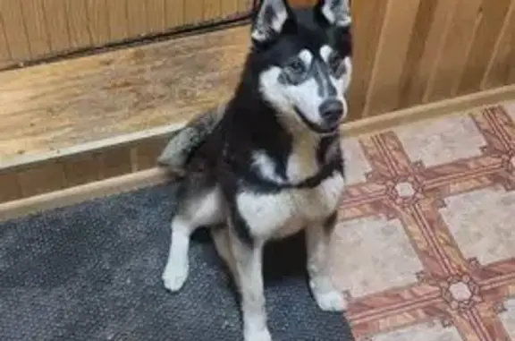 Найдена собака, Поливаново, фото: Найден собака, мужской, 48, Поливаново, Поливаново