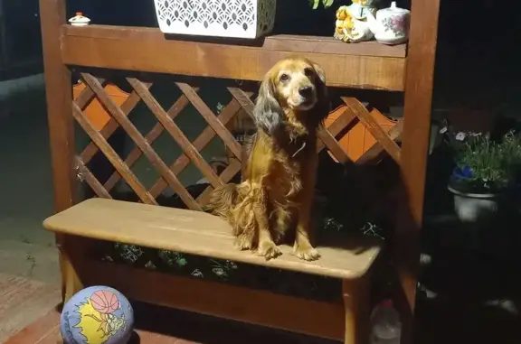 Пропал собака, Комсомольская улица, 19, Аргаяш - рыжий русский охотничий спаниель - photo