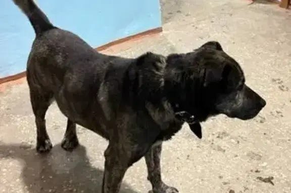 Найдена собака, Нижний Новгород, фото: Найден собака, улица Героев Космоса, Нижний Новгород - немного полосатый