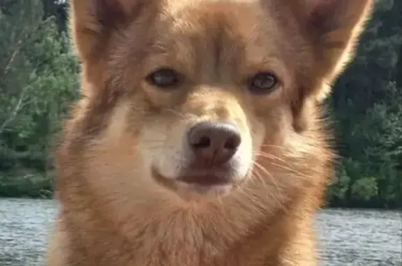 Пропала собака, Черемхово, Иркутская область - рыжий с белым окрасом - photo