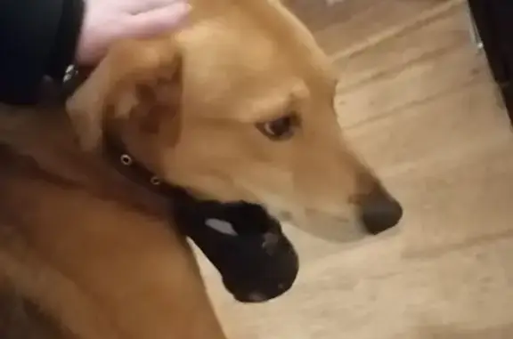 Найдена собака, Новочебоксарск, фото: Найдена собака, мужской, улица Семёнова, 3, Новочебоксарск - большая, яркого окраса