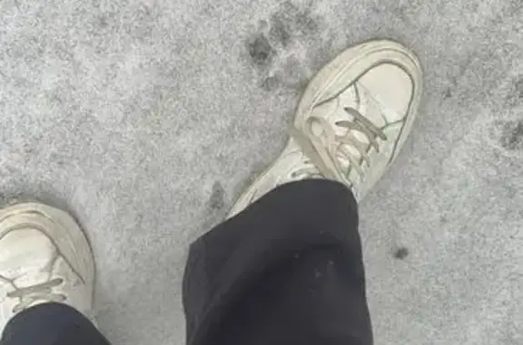 Красноармейский район !Пропала собака ! Сорвалась с поводка во время обстрела. Видели его на б. Энгельса и ул. Гражданской. Если кто то встретит его, большая просьба позвонить хозяину по номеру 79064023268 Дмитрий.