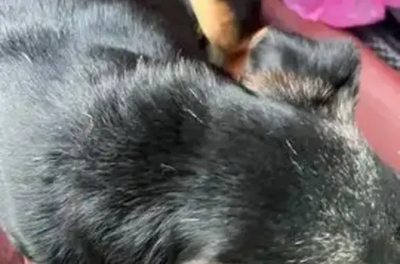 Собаки потеряшки, Брянск, фото: Потеряшка собака, мужской, Советская улица, 94, Брянск - порода ягдтерьер