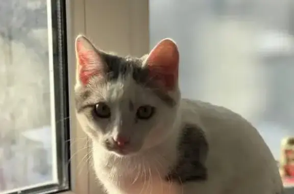 Пропала кошка, улица Свободы, 23, Красное Село - белая с серыми пятнами - photo