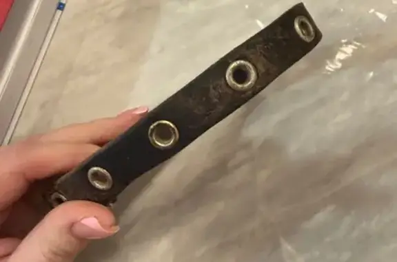 Найденные животные Щепкин, фото: Найдена собака, улица Строителей, Щепкин - девочка с купированным хвостом