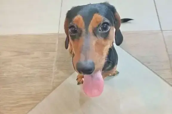 Найдена собака, Шахты, фото: Найдена собака, женский пол, улица Дзержинского, 6, Шахты - очень игривая и любвеобильная