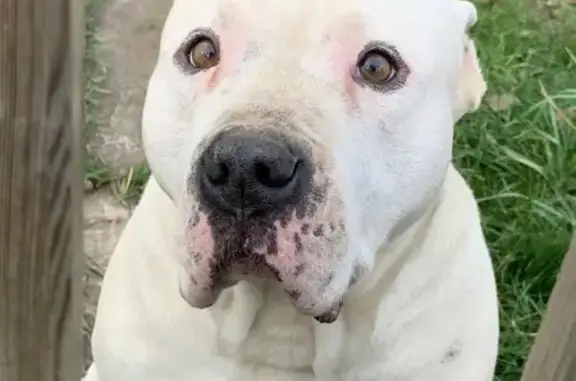 Пропал собака, Жуковка, Московская область - белый стаффордширский терьер - photo