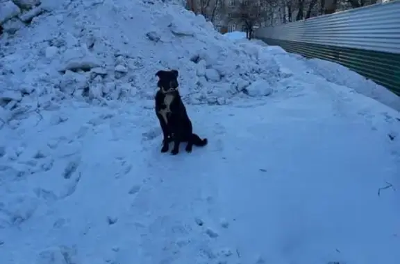 Найдена собака, Томск, фото: Найден собака, улица Мичурина, 55/2, Томск - чёрный с белым кобель в ошейнике