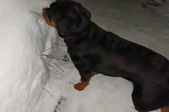 Найдена собака, Пермь, фото: Найден собака, мужской, улица Александра Щербакова, Пермь - черно-рыжий ротвейлер