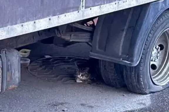 Найденные животные Санкт-Петербург, фото: Найдена кошка, Большехтинский проспект, 1 к1, Санкт-Петербург - живёт под автомобилем