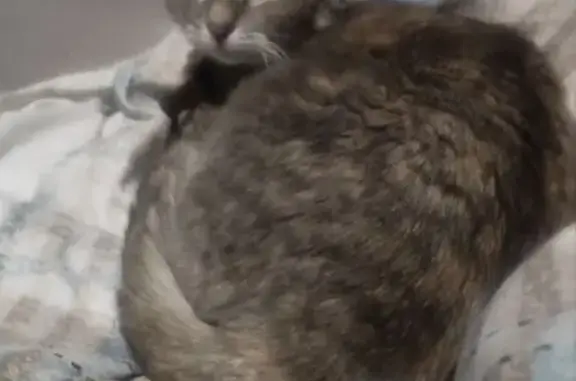 Найдена кошка, Санкт-Петербург, фото: Найдена кошка, Дибуновская улица, 21, Санкт-Петербург - упитанная и ласковая