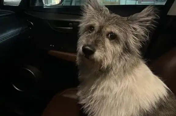 Найденные животные Кирпичный, фото: Найдена собака, мужской, улица Ивана Кукарина, 64, Кирпичный