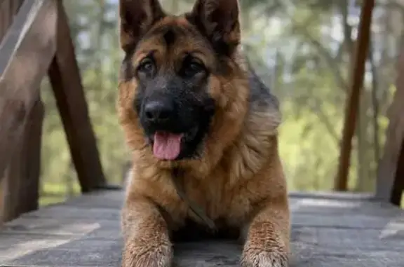 Пропала собака, Яблоневая улица, 48, Пермь - немецкая овчарка - photo