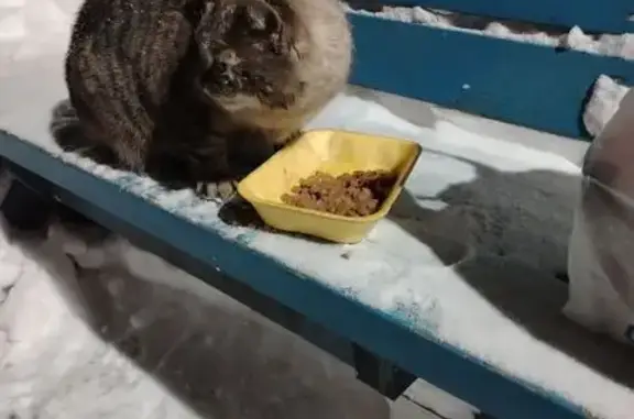 Найдена кошка, Брянск, фото: Найден кот, улица Брянского Фронта, Брянск - голубые глаза