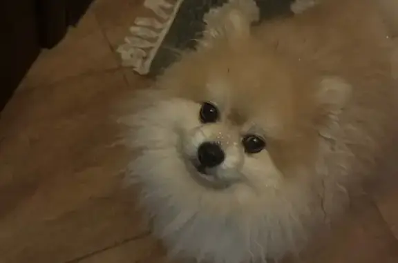 Найдена собака, Котельники, фото: Найдена собака, мужской пол, 3-й Покровский проезд, 2, Котельники