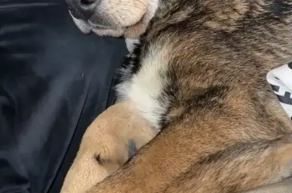 Пропала собака, Гражданская улица, 32А, Балобаново - смесь овчарки и дворняги - photo