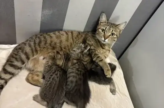 Пропала кошка, Полярная улица, 3В, Барнаул - коричневая в полоску - photo