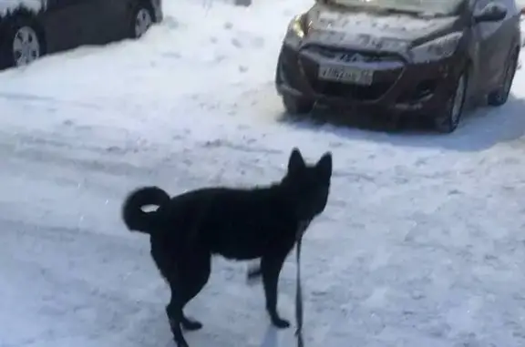 Пропала собака, проспект Дружбы Народов, Уфа - зовут Буся, дружелюбная - photo