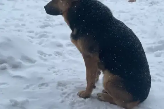 Найдена собака, Столбовая, фото: Найдена собака, Школьная улица, 9, Столбовая - похожа на овчарку