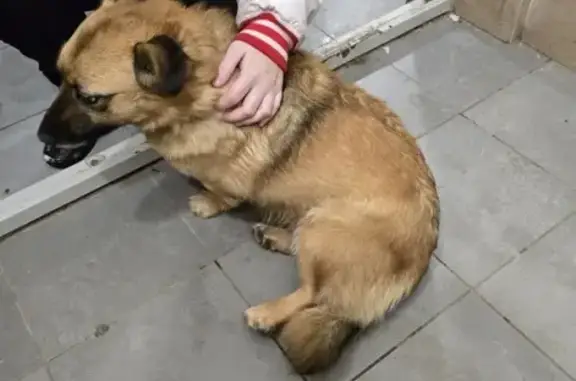 Найдена собака, Колхозная улица, 1А к2, городской округ Тамбов - ласковая и тактильная - photo