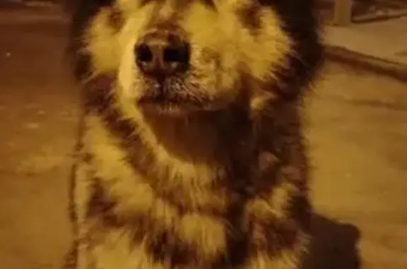 Пропал собака, Алиийская улица, 35, Волгоград - photo