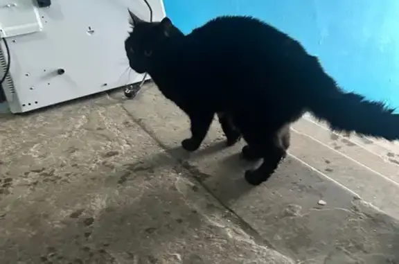 Найдена кошка, Нижний Новгород, фото: Найдена кошка, Тихорецкая улица, 5, Нижний Новгород - ласковая, видно что домашняя