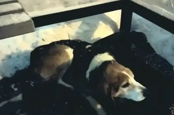 Найден собака, Воронежская улица, городской округ Тамбов - пёс породы бигль - photo