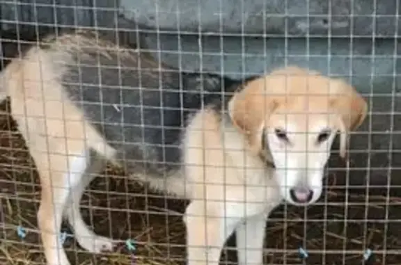 Пропал собака, мужской, Козловское сельское поселение, Карайческое - photo