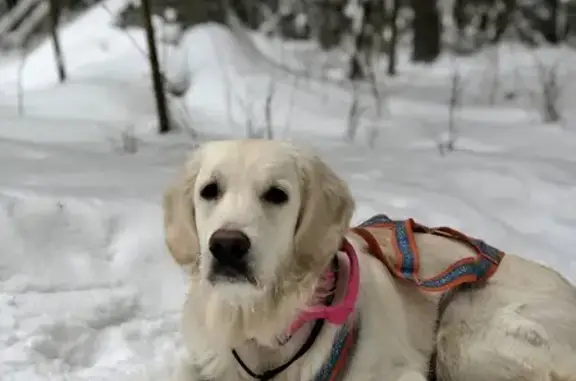 Пропала собака, улица Маяковского, 41А, Котлас - светящийся ошейник - photo