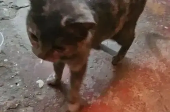 Найдена кошка, Оренбург, фото: Найдена кошка, Волгоградская улица, Оренбург - ласковый, выглядит потерянным