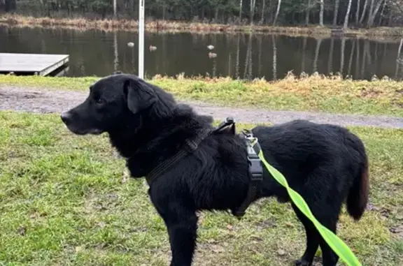 Объявления о пропавших и найденных животных, Химки, фото: Собака найдена: Песчаная ул., Химки