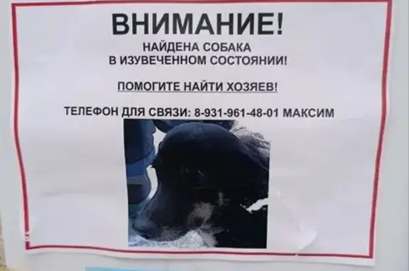 Найдена собака, Санкт-Петербург, фото: Найдена собака, Дворцовая площадь, Санкт-Петербург