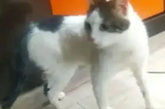 Найдена кошка, Краснодар, фото: Найдена кошка, улица Чайковского, 25, Краснодар - белая с тёмными пятнами