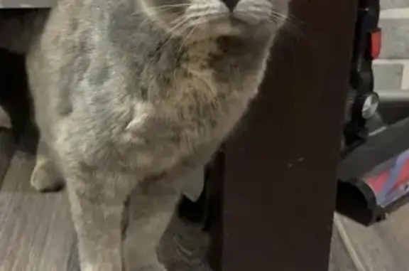 Найдена кошка, Калуга, фото: Найдена кошка, улица Гурьянова, 67 к3, Калуга - ласковая и стерилизованная
