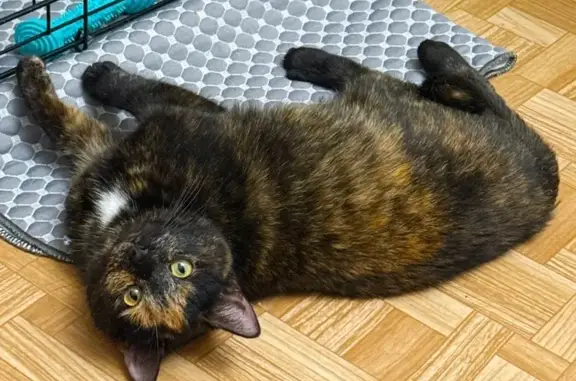 Найденные животные Москва, фото: Найдена кошка, 1-й Институтский проезд, 5 к14, Москва - черепаховый окрас