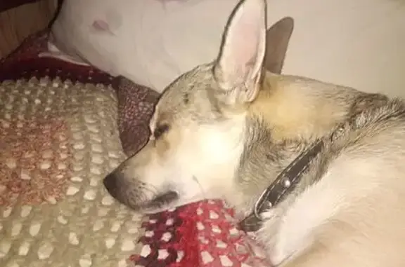 Пропал собака, Богдановка - photo