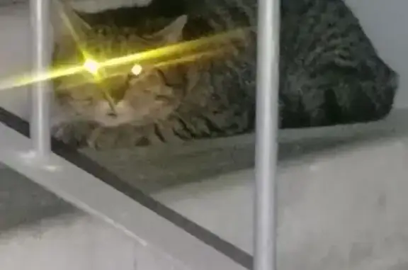 Найдена кошка, Брянск, фото: Найдена кошка, 2-й Советский переулок, 7Б, Брянск - полосатый, пугливый