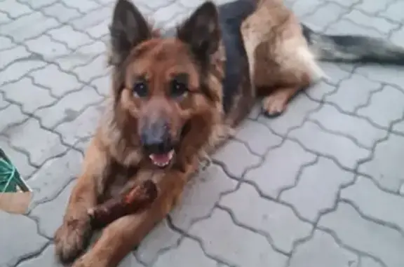 Пропала собака, Гвардейский переулок, 3, Ростов-на-Дону - немецкая овчарка с ошейником - photo