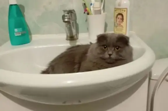 Пропала кошка, улица Карбышева, 19, Ульяновск - пепельный окрас, пугливая - photo