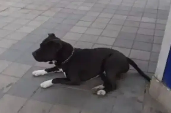 Пропал собака, улица Тургенева, 68, Краснодар - добрый и контактный - photo