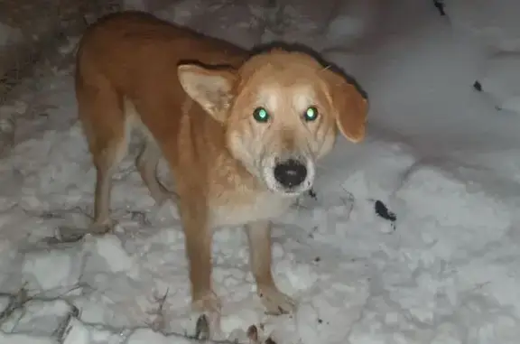Найдена собака, Волгоград, фото: Найден собака, посёлок Нагорный, 30, Волгоград - рыжий с белым, добрый