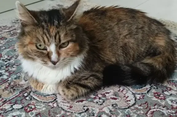 Найдена кошка, Тверь, фото: Найдена кошка, Садовый переулок, 5, Тверь - трёхцветная и пушистая